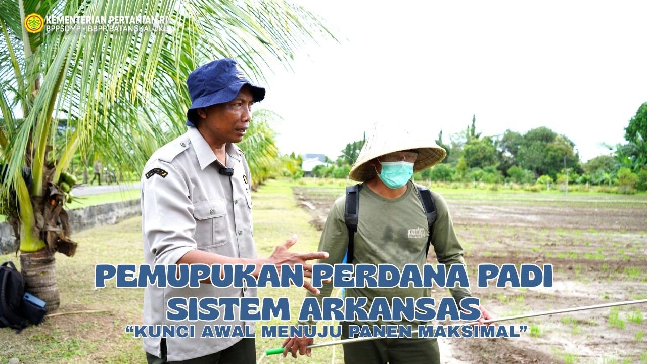 Pemupukan Tahap Pertama Padi Sistem Arkansas : Fondasi Hasil Tinggi