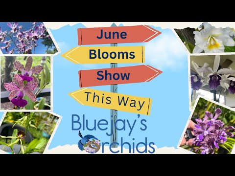 Amazing Orchid Blooms in June