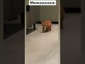 Meowuuuuuuuu Shorts