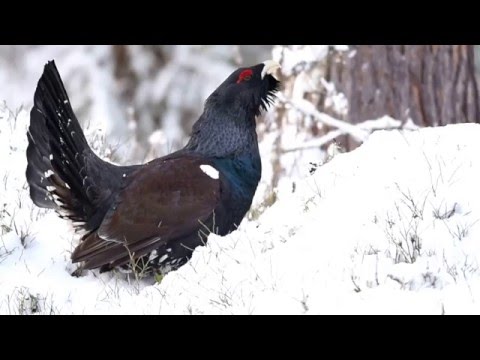 Capercaillie display