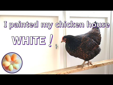 , title : 'No red mites! Lots of eggs! Paint inside your hen house - WHITE !'