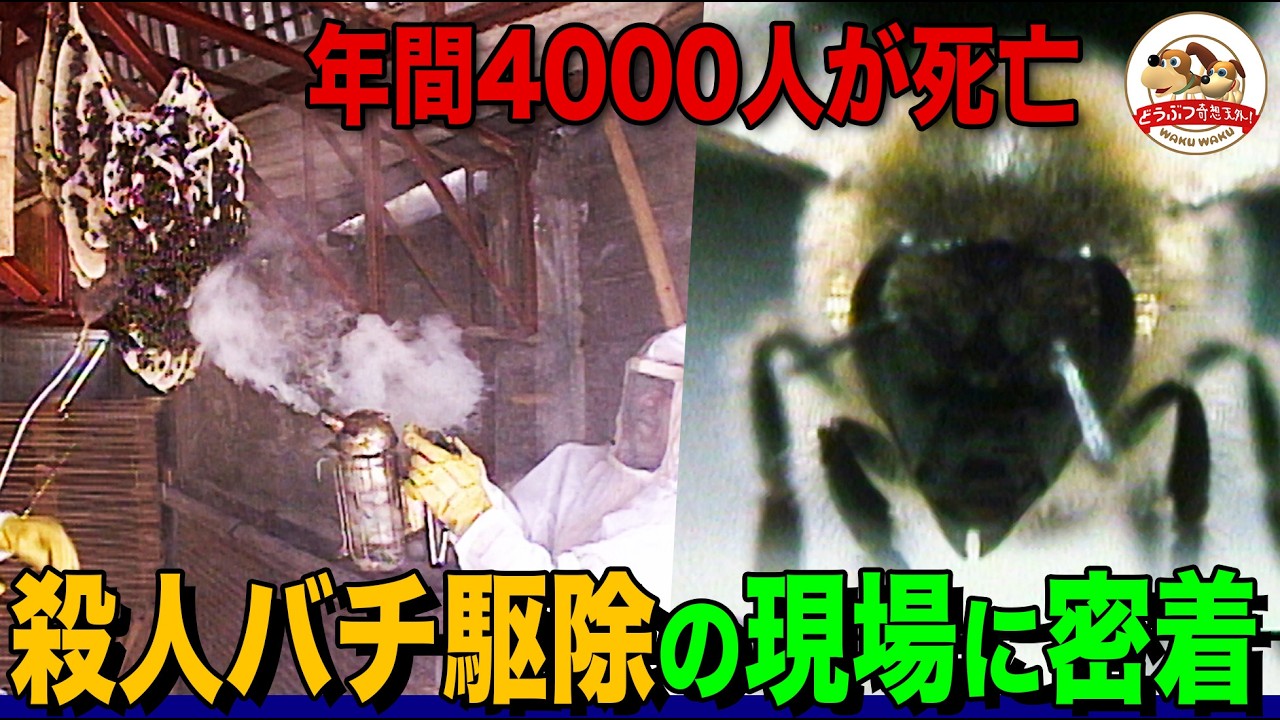 【殺人バチ】南米で年間４０００人もの死者を出したキラービー！その正体はミツバチ！？なぜミツバチが人を襲ったのだろうか？【どうぶつ奇想天外／WAKUWAKU】