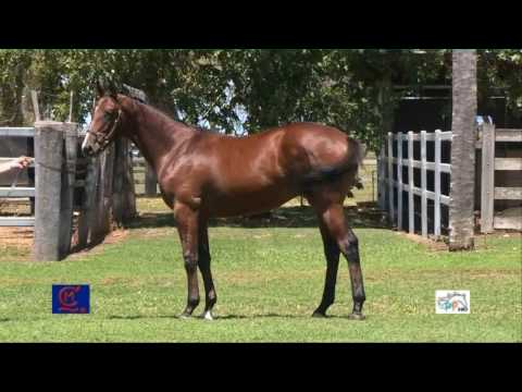 2017 Magic Millions March Sale: Clear Mountain Fairview Lot 216