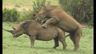 Call of the Wild: Sex in the Animal Kingdom (2003 