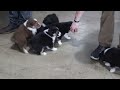 Miniature Australian Shepherd dogs for sale: Stormy - Video 1