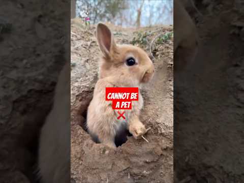 Wild bunnies cannot be a pet ❌  #shorts #bunny