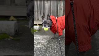 歯型占いでかわい子ぶる犬…