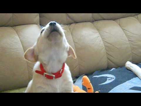 cutest golden lab puppy