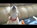 Cutest Golden Lab Puppy