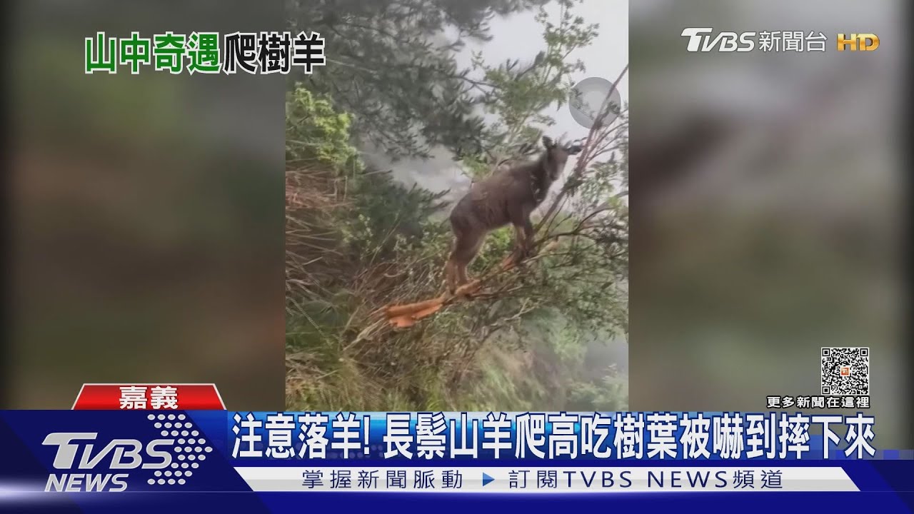 注意落羊！　長鬃山羊爬高吃樹葉被嚇到摔下來