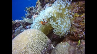 Diving in Kavieng Papua New Guinea