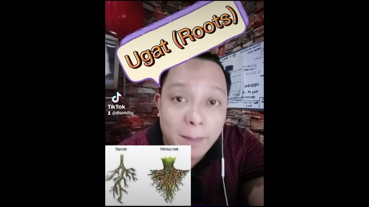 Parte ng Halaman (Parts of a Plant)