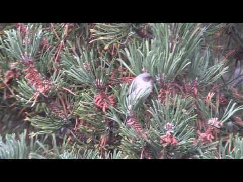 Bushtit & Ruby crowned Kinglet