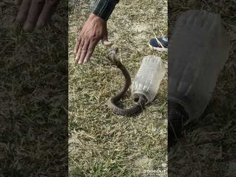 #Viral video #Snake Release #Wildlife #