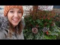 Ranunculus in December!?!?  // Evergreen Planter for my Parents + Longwood Christmas!!! // Northlawn