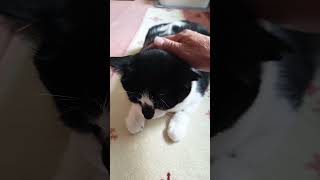 遊んでよ #ねこ #保護猫 #ねこのいる生活 #ねこ動画 #ほごねこと暮らす #かわいい猫