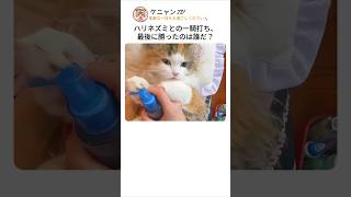 かわいい猫の世話をしてあげる