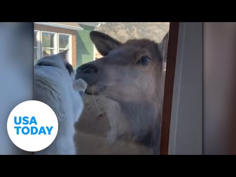 Colorado cat comes face to face with a nosy elk USA TODAY