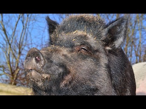 Seven days u.s - PRASE