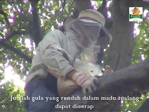 Lebah Liar, yang biasanya dikenali sebagai "Madu Tualang" 马来西亚大蜂，俗称野蜜