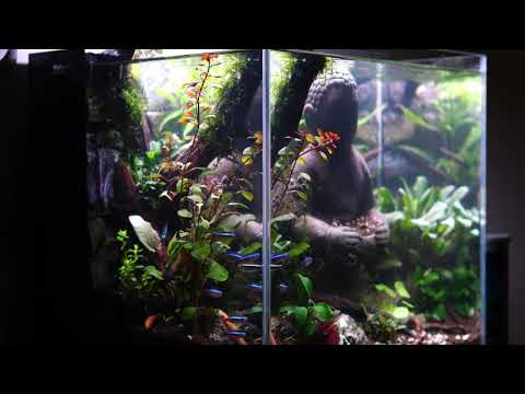 LOST WORLD AQUARIUM WITH CALMING & RELAXATION MUSIC. 4K AVAILABLE.