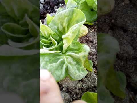 夏から初霜が降りるまで色が鮮やかになるように、2月にベランダに植える予定です。  庭園