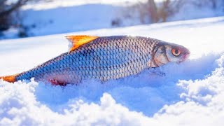 Жерлицы для зимней рыбалки с алиэкспресс