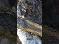 Incredible Snake Moments Fascinating Snake Shorts Snakeshorts Amazingsnakes Funnyreptiles