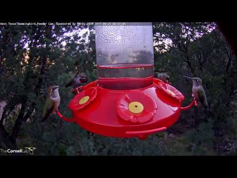 Male Anna's Hummingbird Flashes Magenta Feathers At West Texas Cam – Sept. 21, 2017