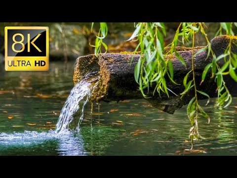 The Most Beautiful Flowers Collection 8K ULTRA HD / 8K TV
