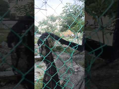 Cartagena de Indias 🇨🇴 |  vistazo por el Paseo Bolívar y el Coliseo Bernardo Caraballo