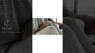 お昼寝大好きミーアキャット。미어캣(meerkat)#shorts