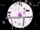 The Rise and Fall of a Scientific Genius