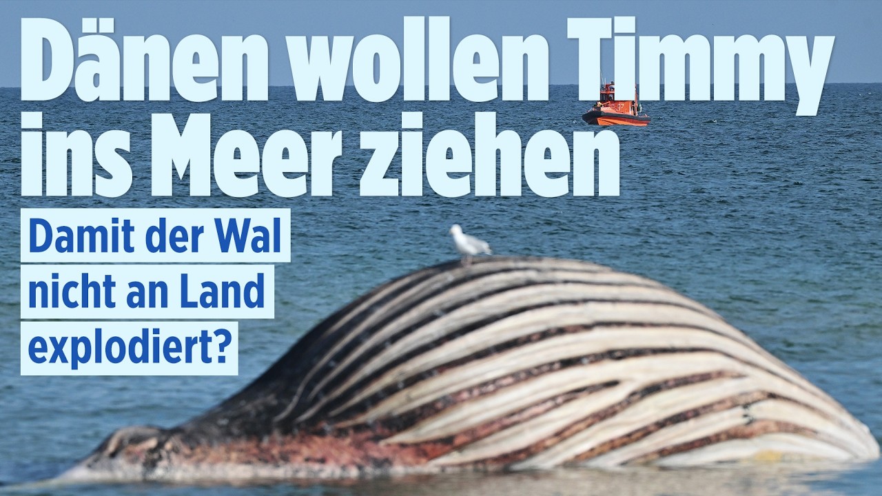🔴 WAL TIMMY: Dänen wollen toten Wal ins Meer ziehen – Droht er JETZT zu explodieren? | BILD LIVE