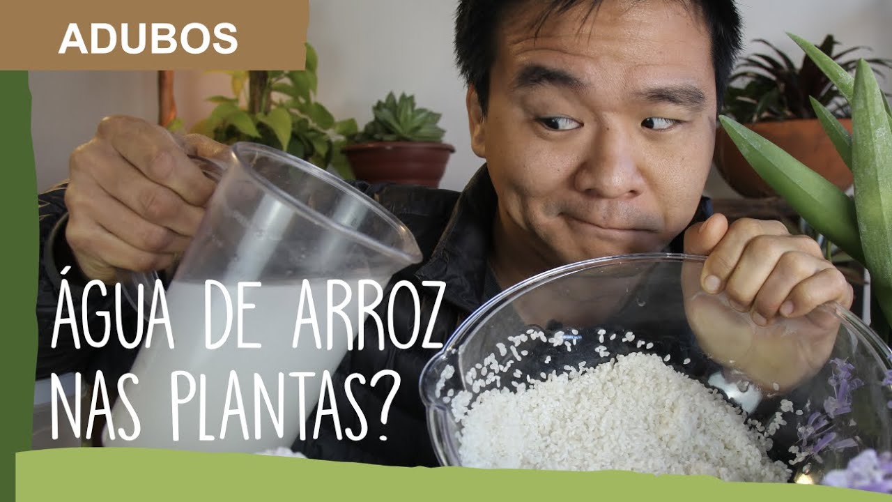 ÁGUA DE ARROZ nas suas planta. É ISSO MESMO?