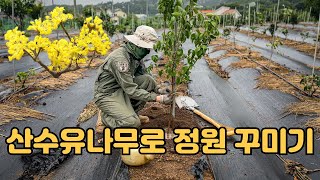 산수유나무로 정원 꾸미기 초보도 가능한 키우기