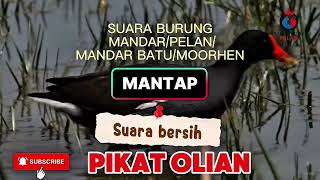 Download lagu OLIAN... PIKAT SUARA BURUNG MANDAR/PELAN/MANDAR BATU/MOORHEN/GALLINULA CHLOROPUS mp3 Download lagu OLIAN... PIKAT SUARA BURUNG MANDAR/PELAN/MANDAR BATU/MOORHEN/GALLINULA CHLOROPUS mp3