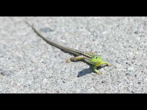 European green lizard - Hardhuca e gjelbert Evropiane
