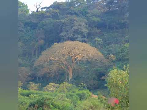 Waaritee Furii Handhuura Lafee Too