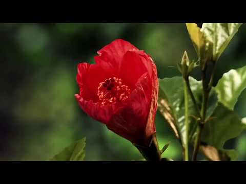 Erdnussflip - Faileezy