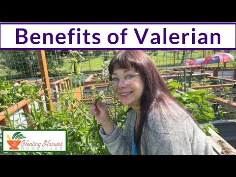 Benefits of Valerian