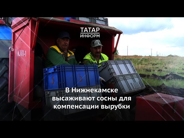 В Нижнекамске началась высадка сосен для компенсации вырубки при строительстве трассы М-7