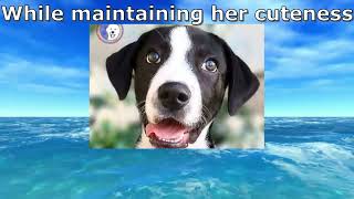 Video preview image #1 Great Pyrenees Puppy For Sale in Spring, TX, USA