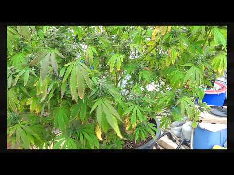 Гутентаг из Амстерланда .  Prince Far I and the Arabs - Cry Tuff Dub Encounter chapter 3. (side 2)