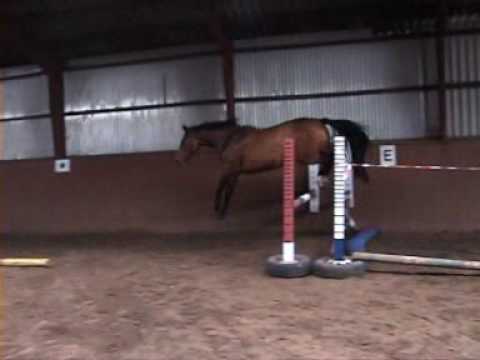 Stute v. Carinjo geb. 2006 zu verkaufen