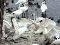 Swan Fight