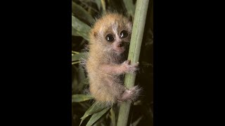 Download lagu Slow loris impressively high jump 🙀😆 Best Funny Animal Videos | Viral Pets #shorts #funnyanimals mp3 Download lagu Slow loris impressively high jump 🙀😆 Best Funny Animal Videos | Viral Pets #shorts #funnyanimals mp3