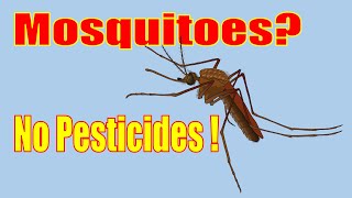 How to get rid of mosquitoes in your yard NATURALLY.  No Pesticides!