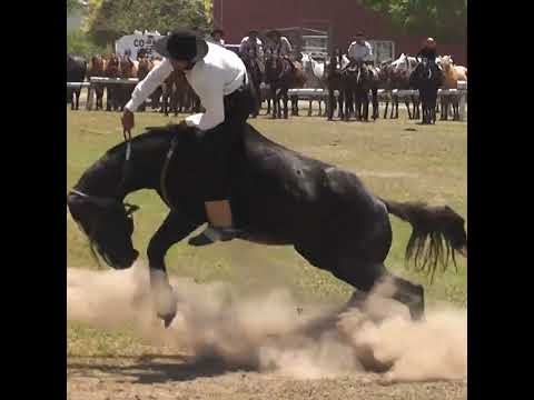 Monta en clina RUMBO de CHACARERA en Nelson Santa Fe