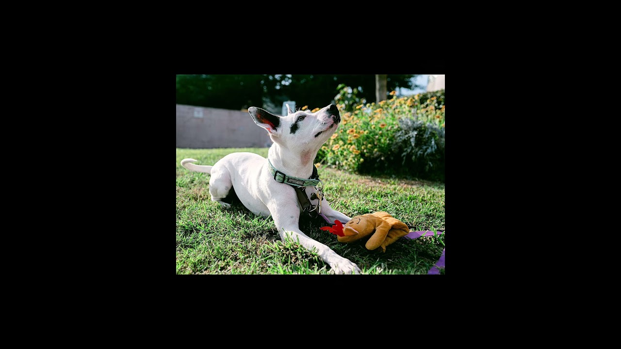 Enlarge Harlow loves to play, a ADOPTABLE mixed breed in Metairie, LA video 1/6